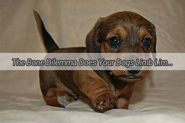 The Bone Dilemma Does Your Dogs Limb Limbo Mean Bone Banishment